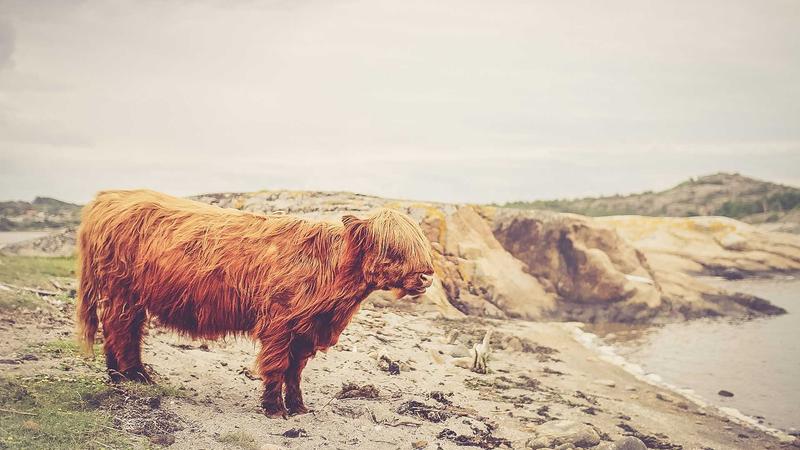 Diet & Lifestyle - illustration 2