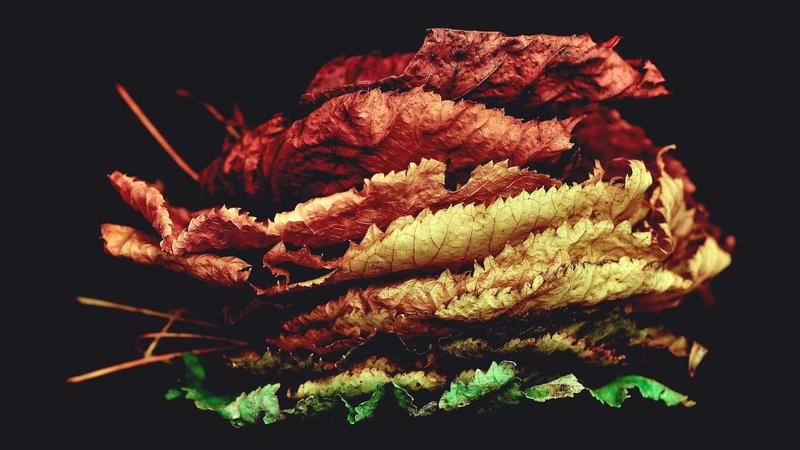 GLP-1 Medications and Weight Loss: What to Expect in 2026 - illustration 1