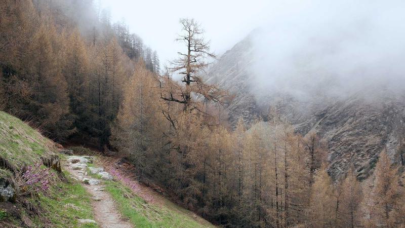 Medicare vs Private Insurance for Semaglutide Coverage in 2026 Explained - illustration 3