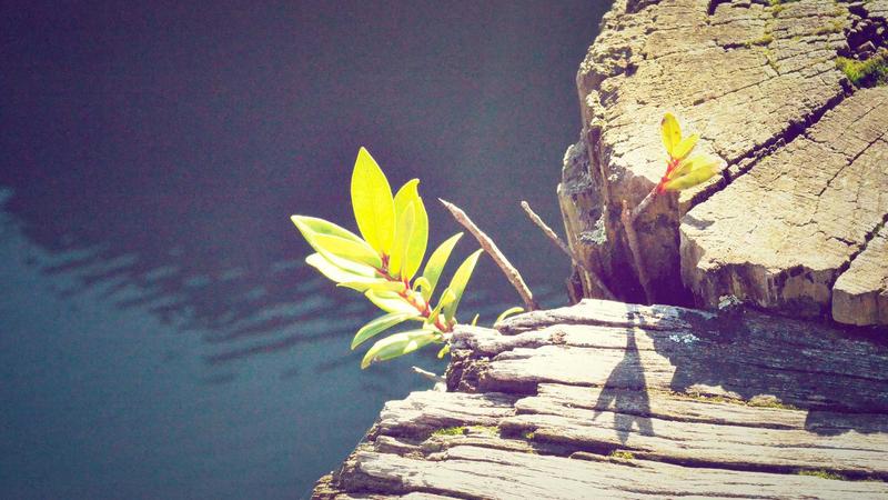 Semaglutide vs Wegovy: Which Yields Better Weight Loss in 2026? - illustration 3