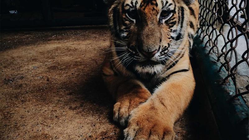 Semaglutide Weight Loss Results Timeline: What Happens Month by Month - illustration 1